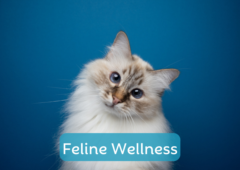 Carousel Slide 3: Offering wellness, dental, surgical and additional care for felines